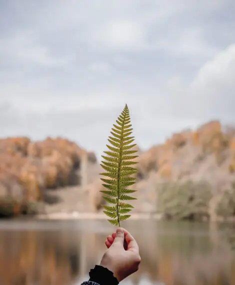 Hand holding fern near water